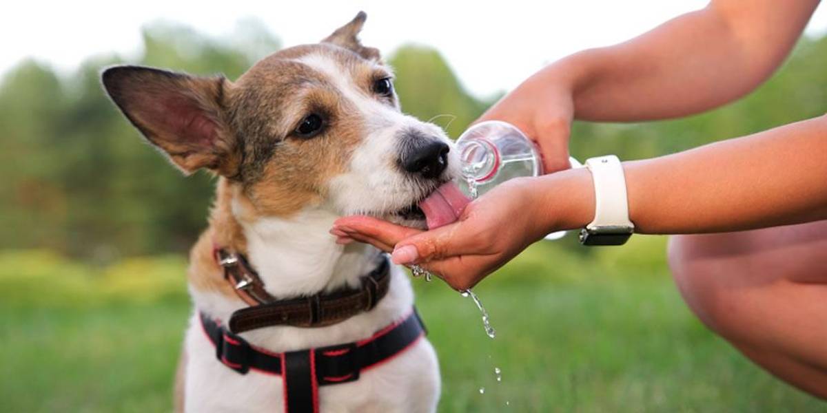 Los golpes de calor afectan a nuestros peludos, ¿cómo actuar en esta situación?