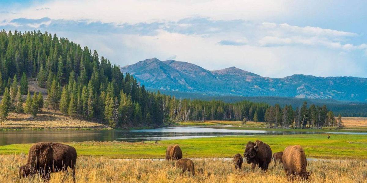 ¿Por qué los animales de Yellowstone están huyendo?