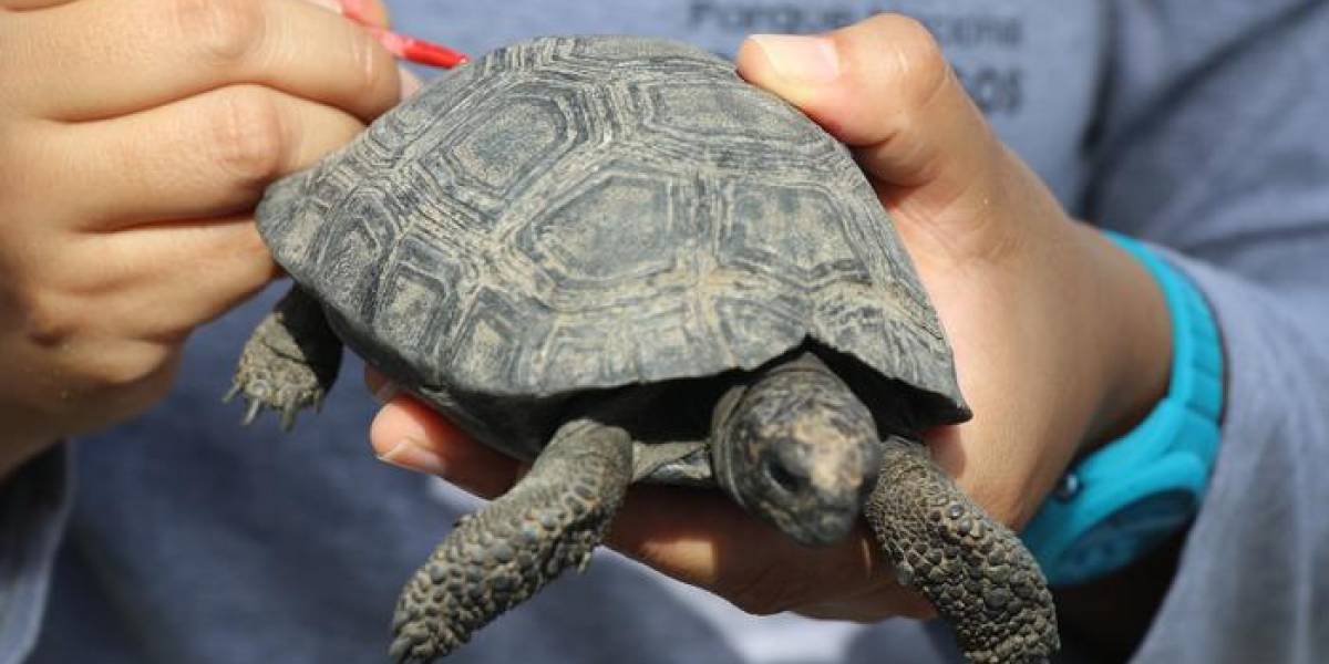 3 años de prisión para el hombre que sacó sistemáticamente 123 crías de tortuga de Galápagos
