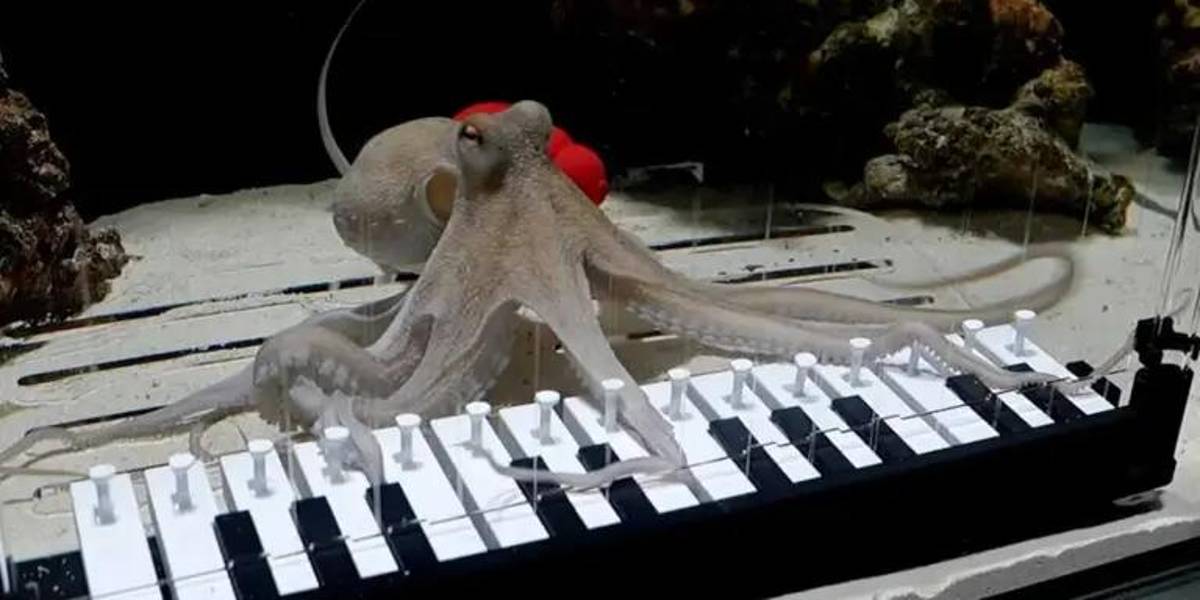 Un pulpo se vuelve viral tras aprender a tocar el piano