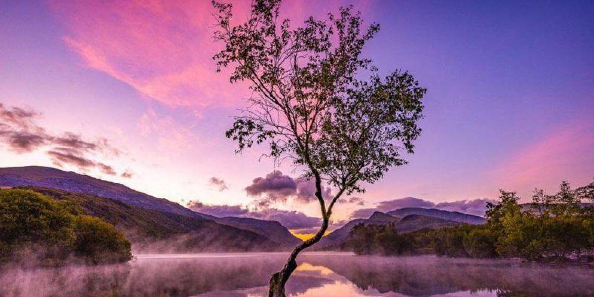 El “árbol solitario” y otras espectaculares imágenes de la naturaleza premiadas
