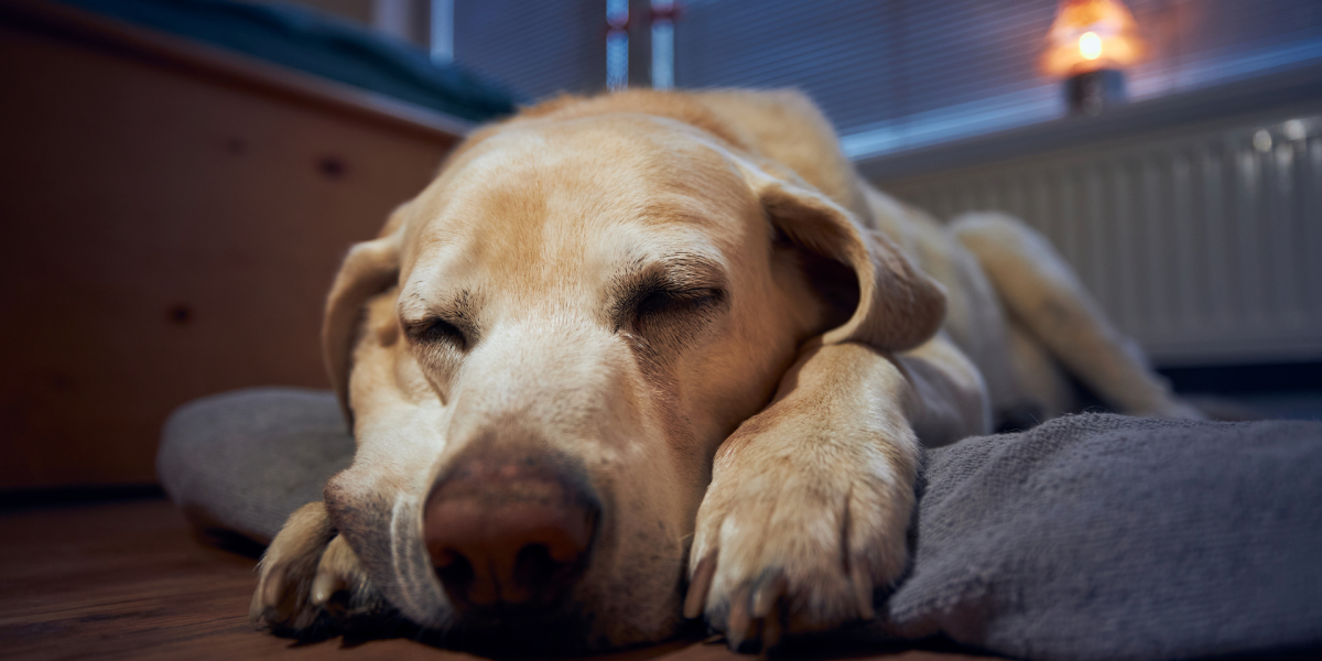 ¿Por qué los perros se mueven mientras duermen?