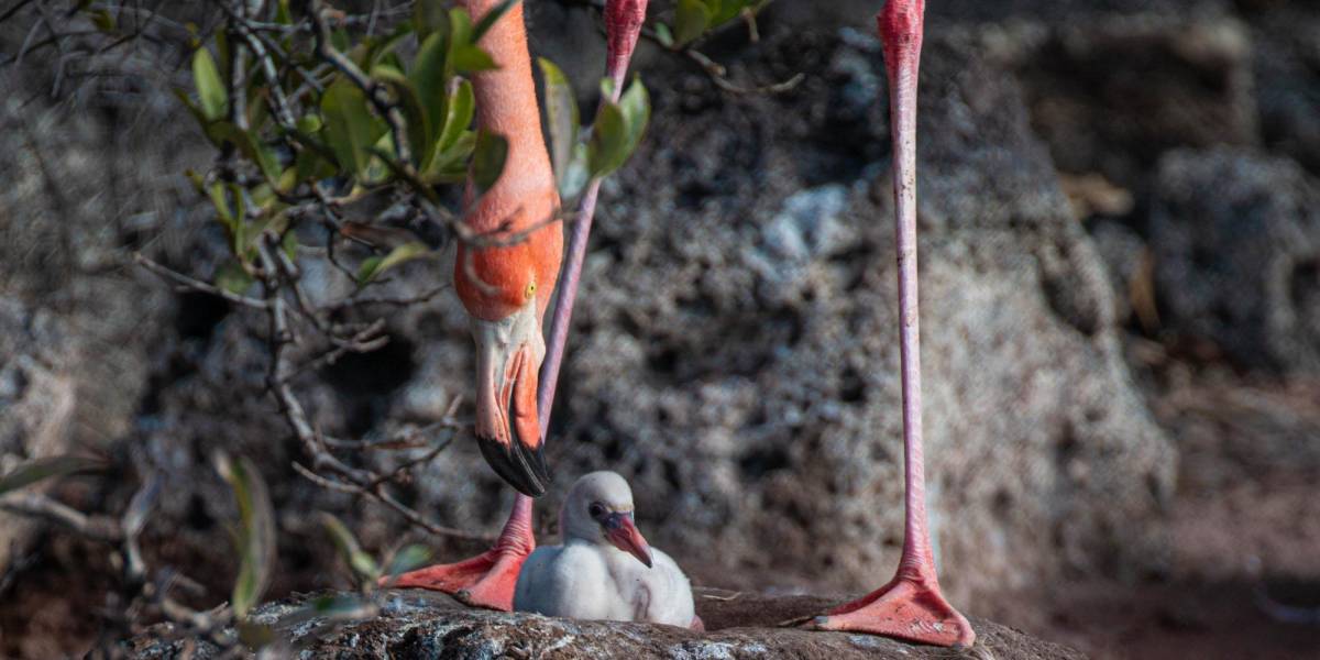 Flamingos vuelven a anidar en la isla Rábida en Galápagos, 20 años después