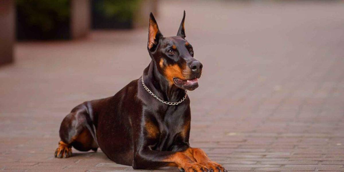 Razas de perros ideales para proteger tu hogar