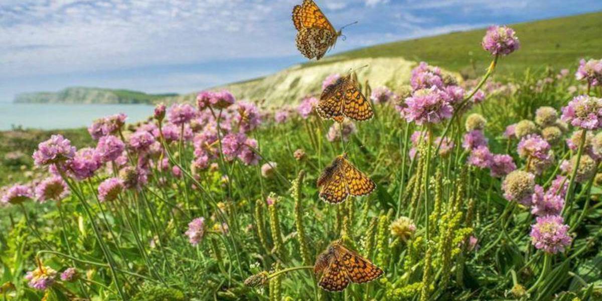 El fotógrafo que “congela el tiempo” para captar espectaculares imágenes de aves y mariposas