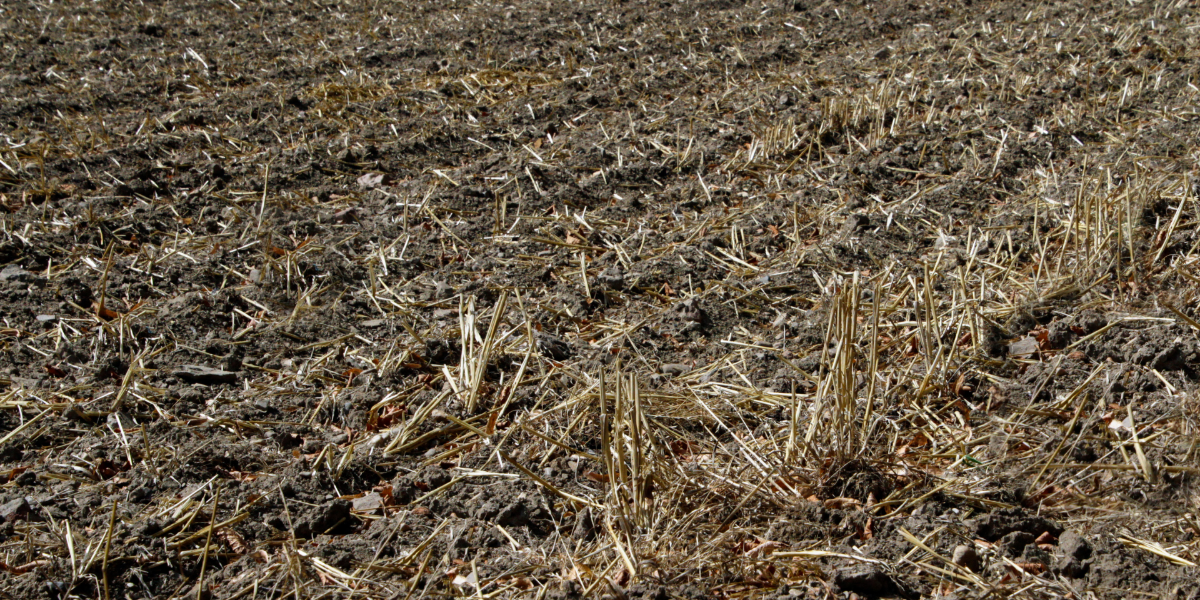 ¿Qué impacto generan las olas de calor en la agricultura y la economía?