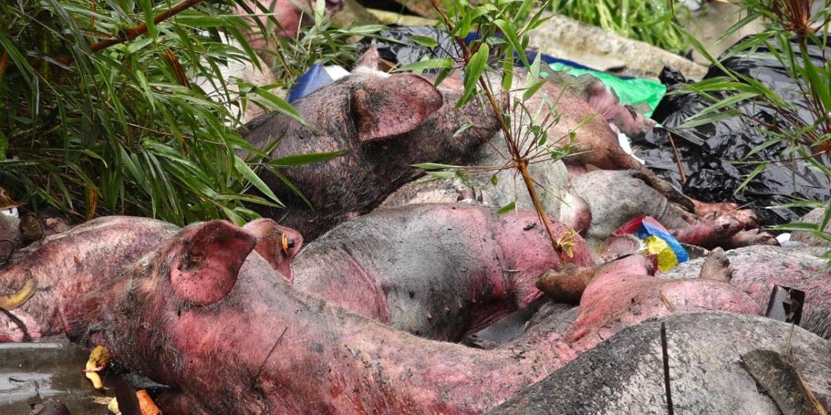 Descubren más de 50 cerdos en descomposición al borde de una quebrada en Paute