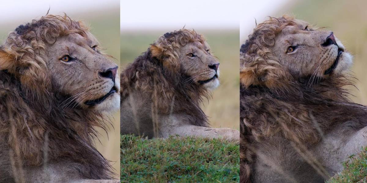 VIDEO | El león Nzuri conquista las redes con su melena ondulada