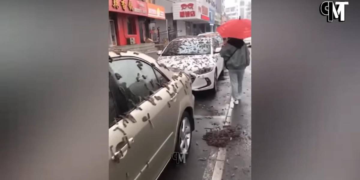 Lluvia de gusanos en China: esto es lo que se sabe del impactante fenómeno registrado en video que tiene asombrado al mundo