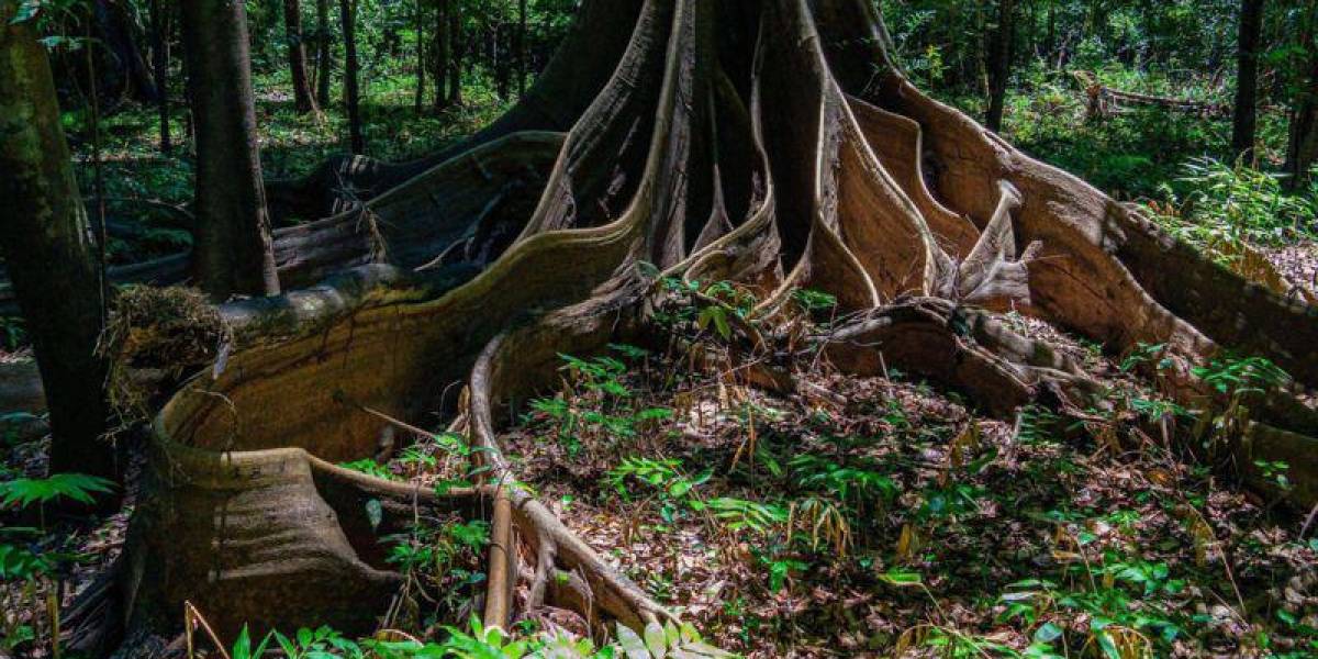 Terra preta: el misterio del origen del oro negro del Amazonas