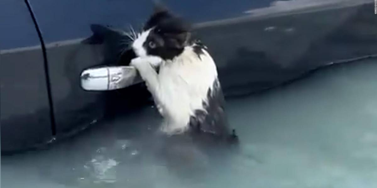 Video | Un gato es rescatado por la Policía en las inundaciones de Dubái