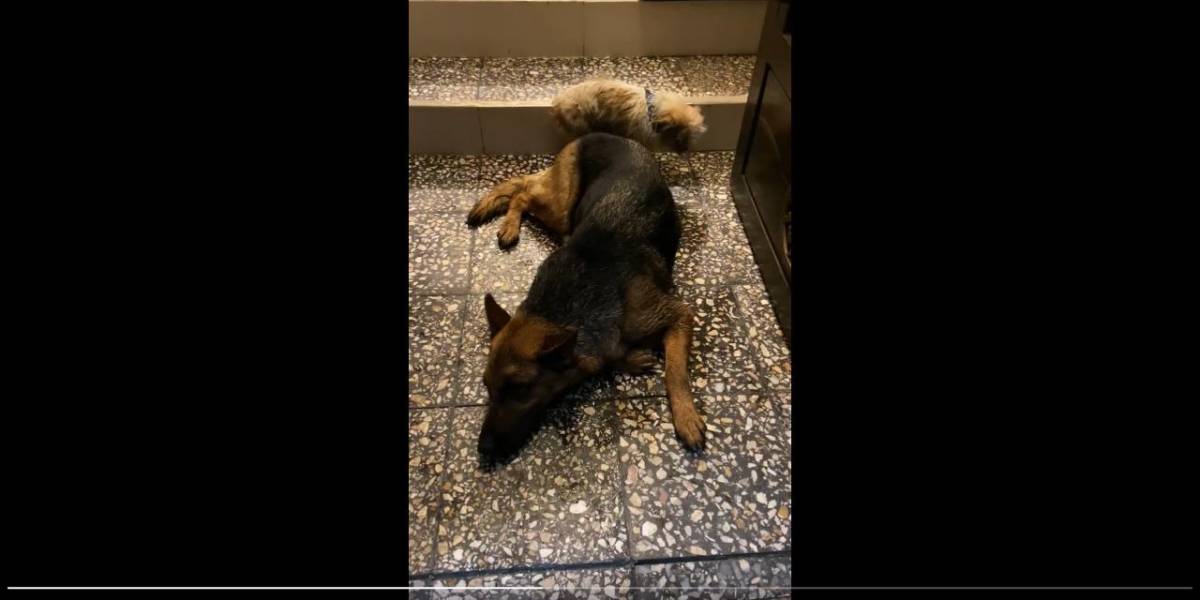 Lanzan a dos perros desde el cuarto piso de un edificio en Loja por robar en un departamento