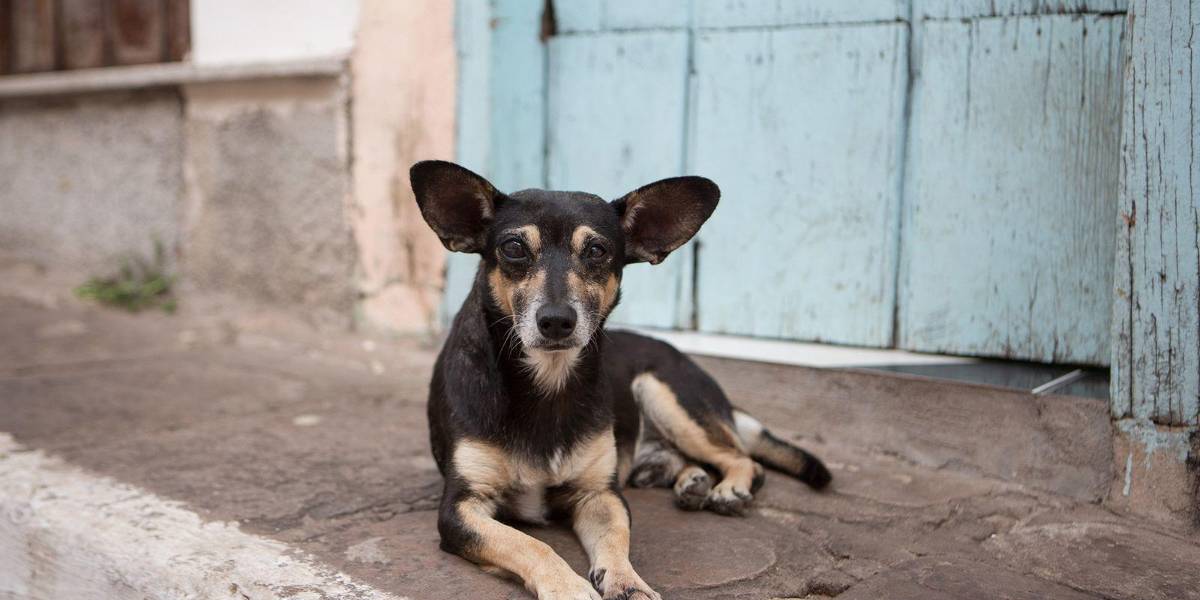 Así puedes calcular la edad de un perro de la calle antes de convertirlo en tu mascota