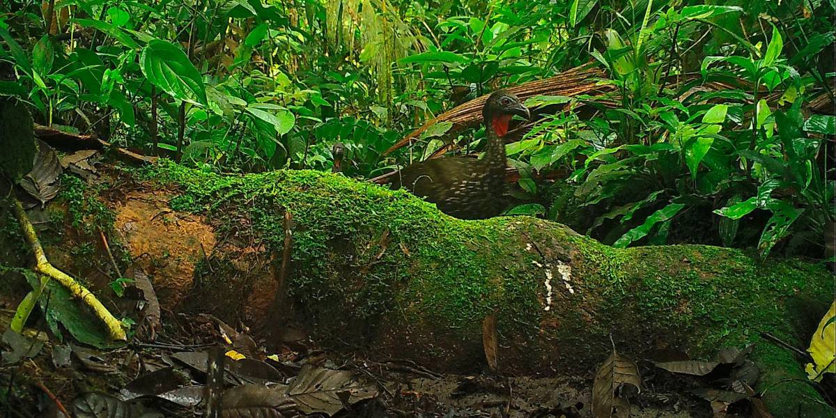 Resultados elecciones Ecuador 2023: Quito le dijo no a la minería en el Chocó Andino