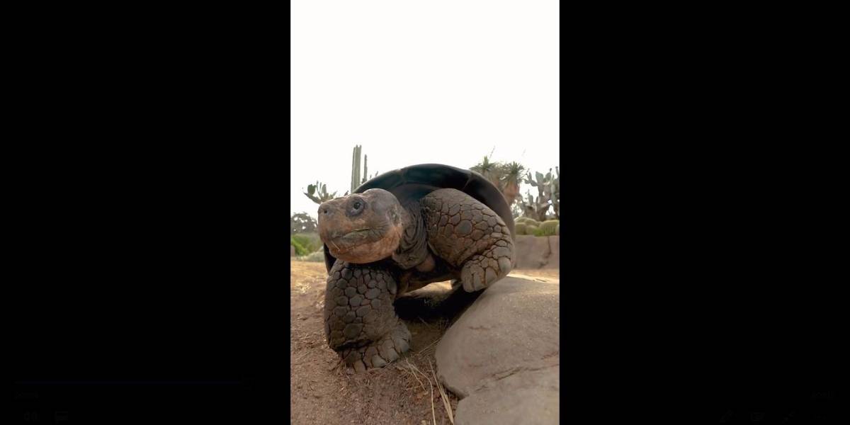 Gramma, la tortuga que vivió más de un siglo en San Diego, fallece a los 141 años