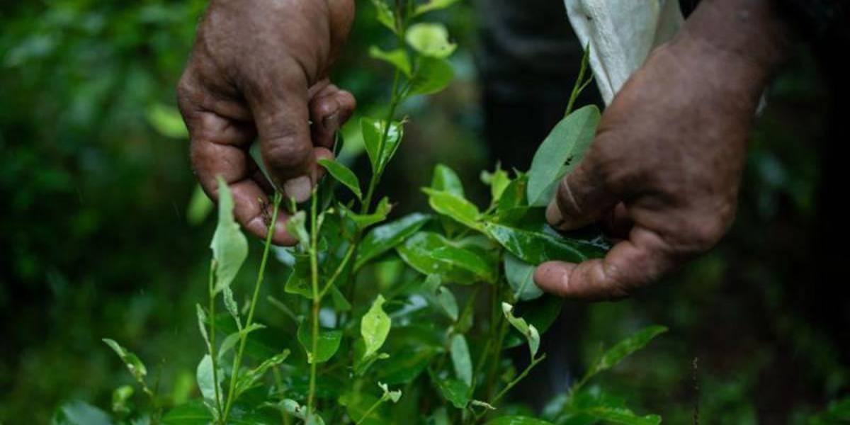 ¿Por qué hay sobreoferta de coca en América Latina? (y las repercusiones de esto en la región y el mundo)