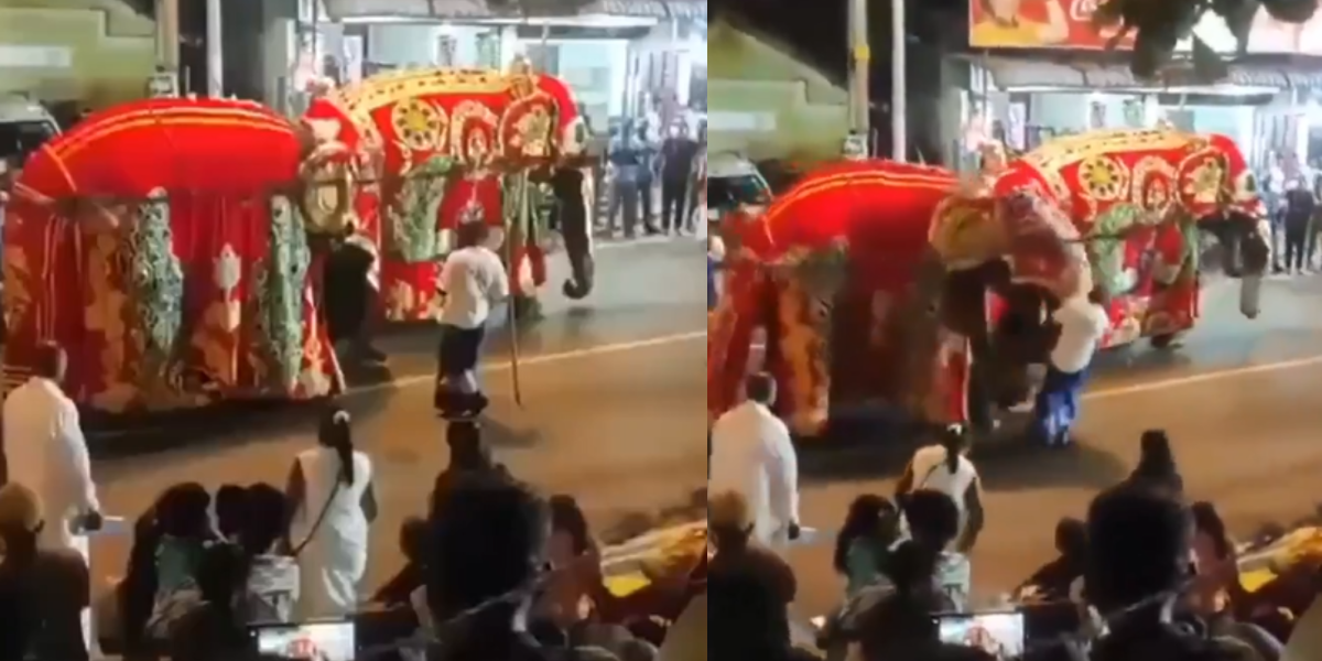Un elefante ataca a su cuidador y desata estampida en Sri Lanka