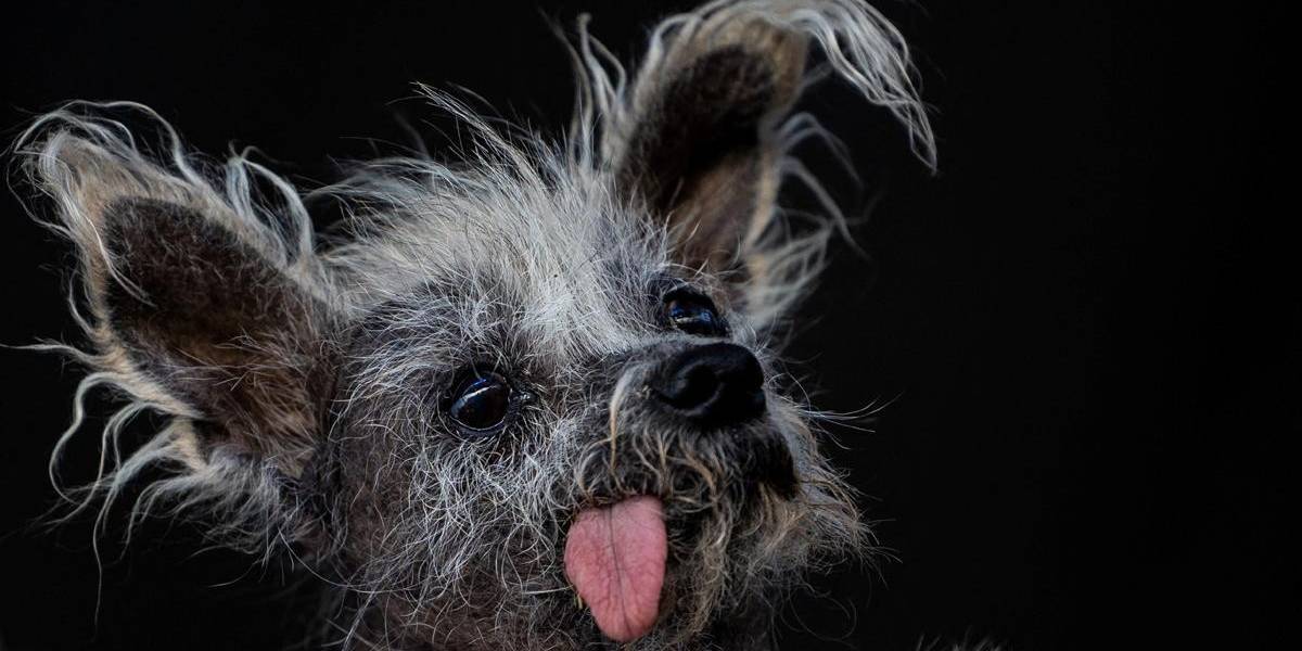 Esta es la historia de Scooter, el perro más feo del mundo