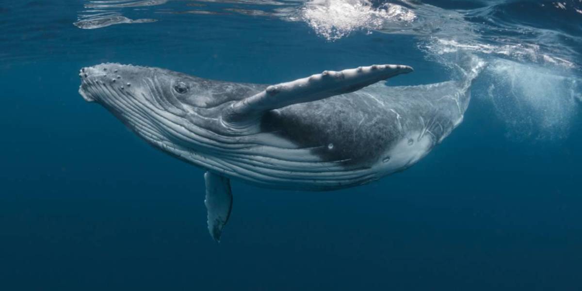 El video de una ballena mientras engulle a dos turistas se vuelve viral, ¿cuándo y dónde pasó?