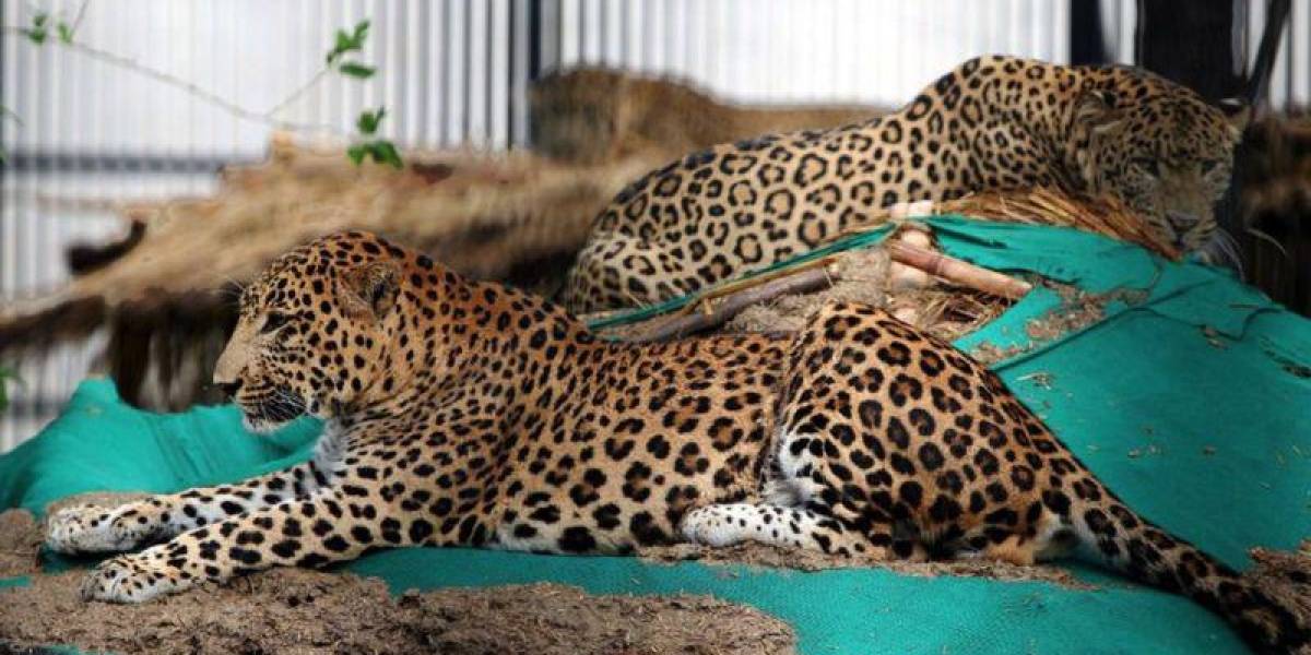 La modelo que resultó gravemente herida tras ser atacada por un leopardo en una sesión de fotos en Alemania