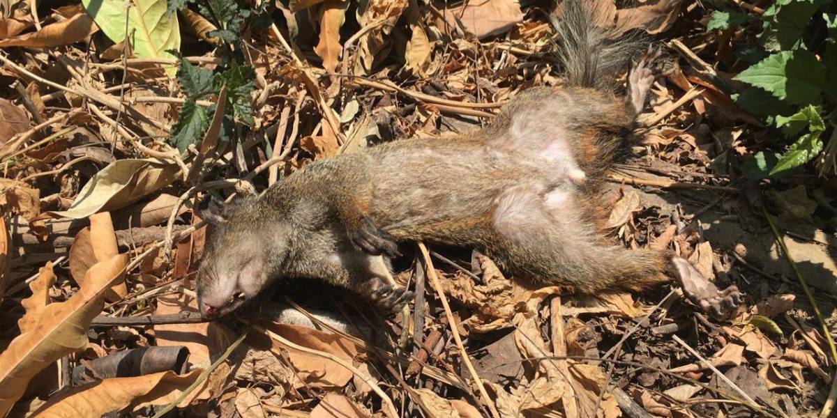 Una organización denuncia que ardillas fallecieron en Lomas de Urdesa, norte de Guayaquil, tras una fumigación