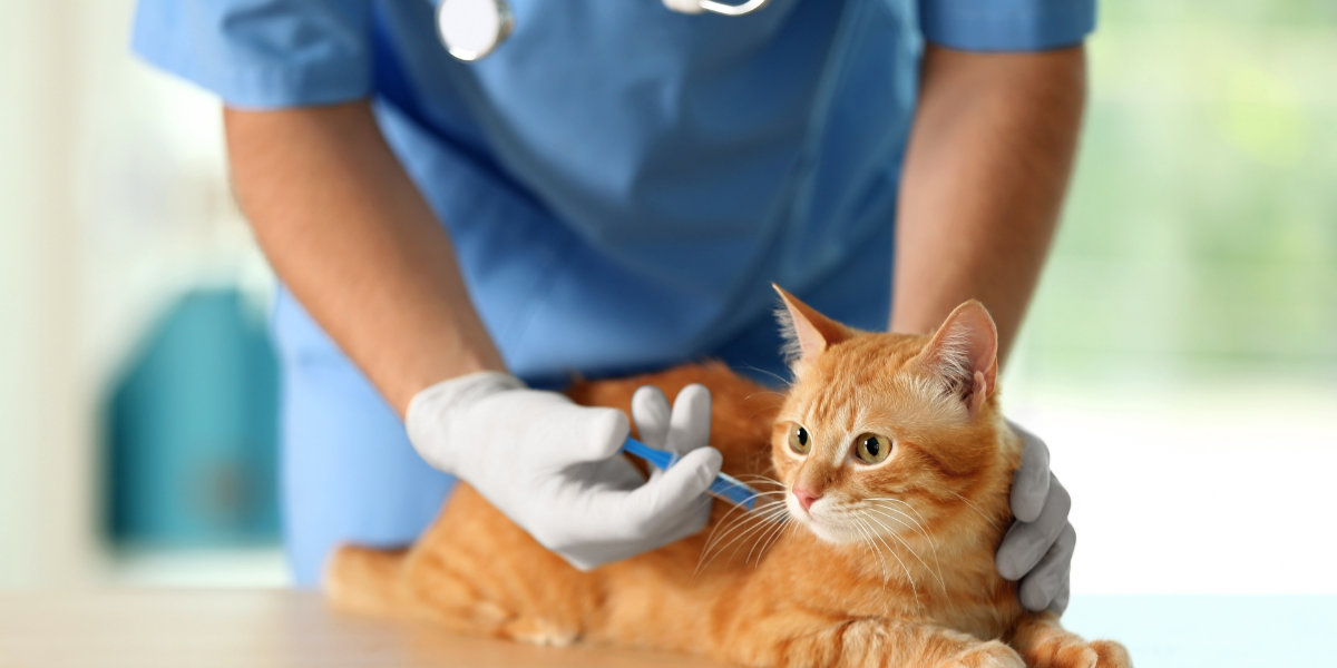 Panleucopenia: la enfermedad en gatos jóvenes que puede provocar su muerte en horas