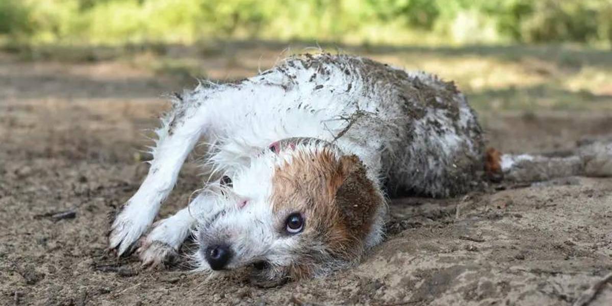 ¿Por qué a los perros les gusta revolcarse en excrementos?