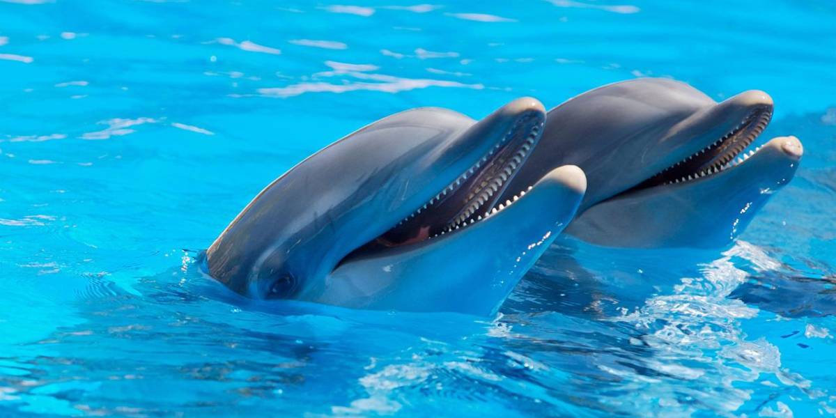 Los delfines se drogan y lo hacen con las toxinas de los peces globo