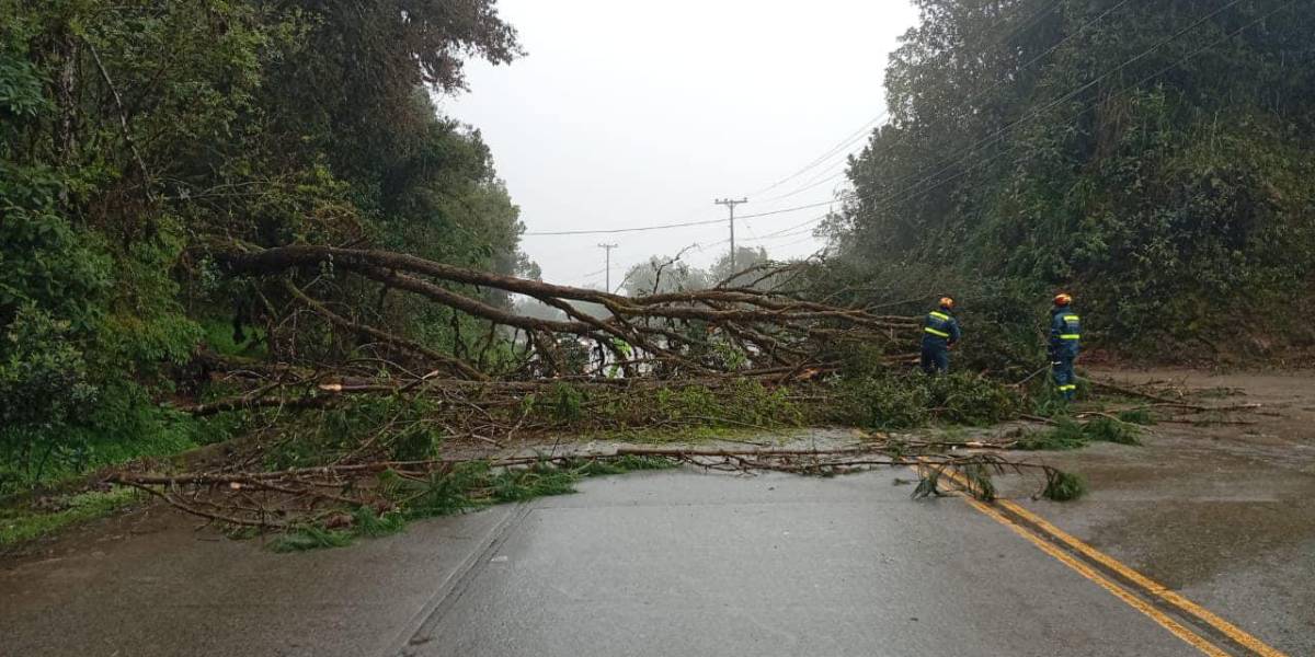 Un árbol caído interrumpió el tránsito en la carretera Cuenca-Molleturo-El Empalme este martes 11 de febrero