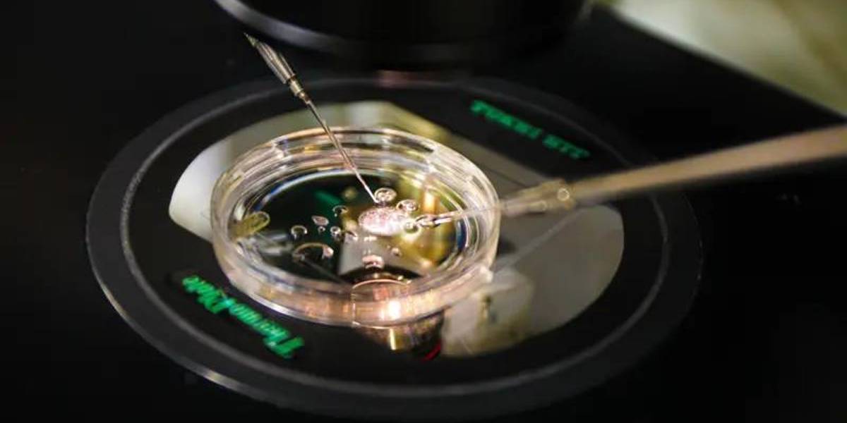 El revolucionario método que permitió crear un óvulo viable con células de la piel