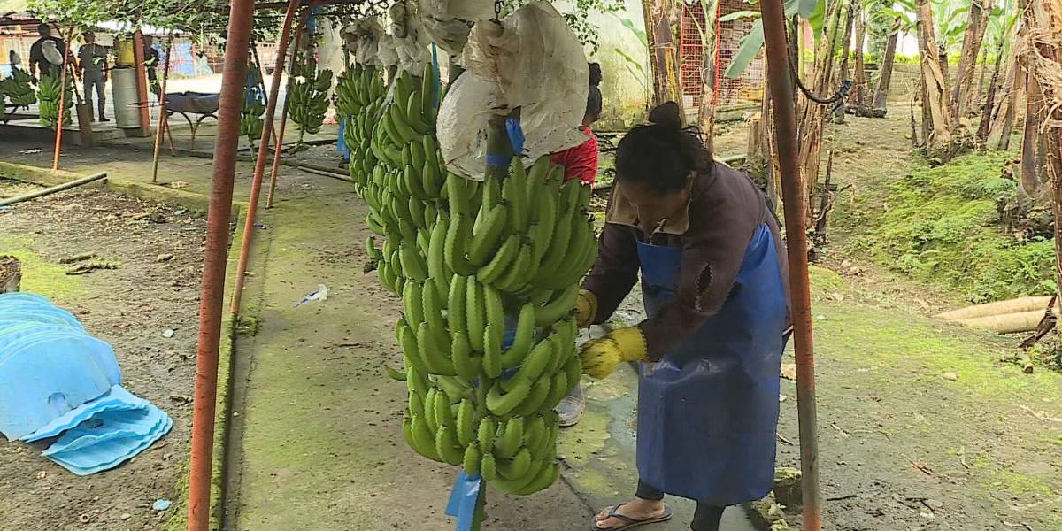 Decreto de Noboa enciende el debate por precio del banano