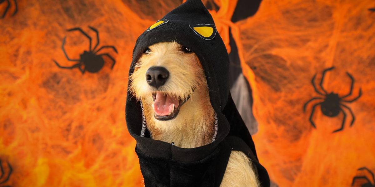 Con el festival UBAween, el Municipio busca fomentar la adopción responsable de mascotas en Quito