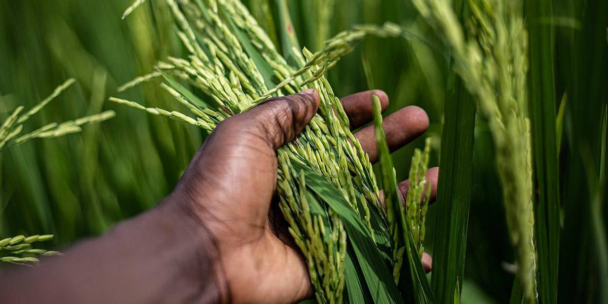 La agricultura regenerativa, una propuesta ecoamigable y rentable