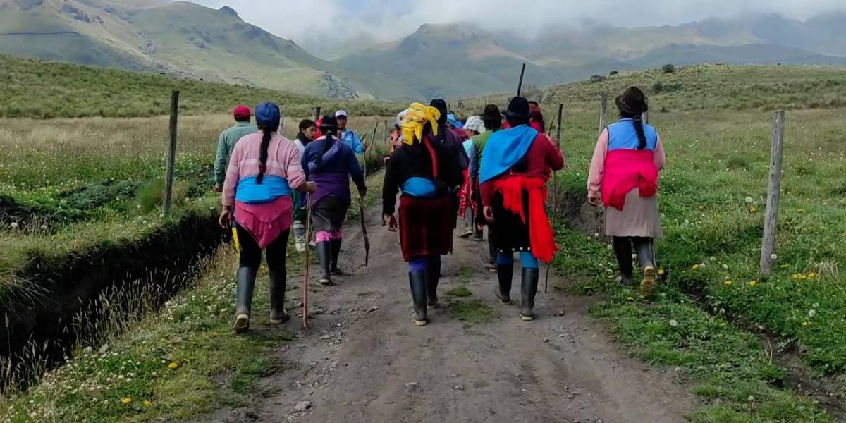 Salen a buscar al animal salvaje que está matando a ovejas en Cotopaxi