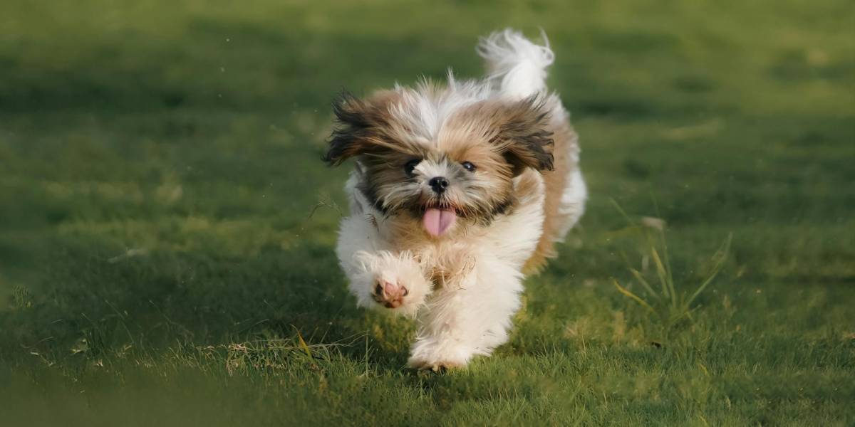 Los perros entienden más de lo que creemos