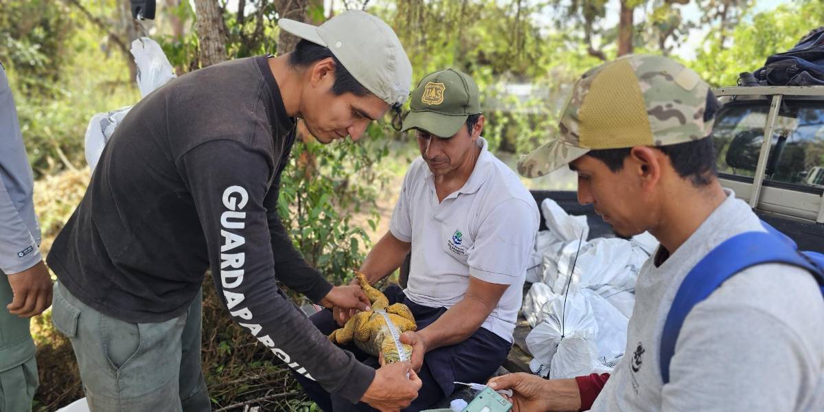 1 500 iguanas terrestres fueron reintroducidas a la Isla Santiago, en el archipiélago de Galápagos