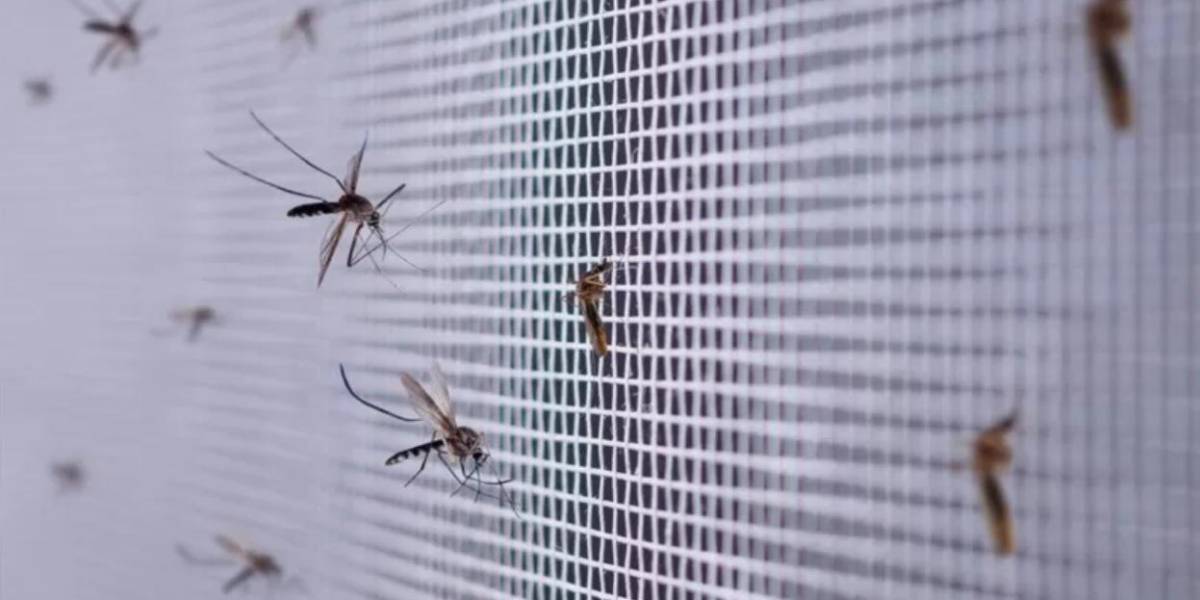 Cómo ciertos virus como el dengue y el zika cambian tu olor y te convierten en un imán para los mosquitos