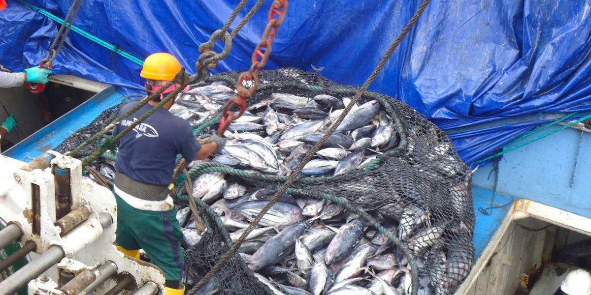 Fenómeno de El Niño afectaría la pesca de atún y corvina en la costa de Ecuador