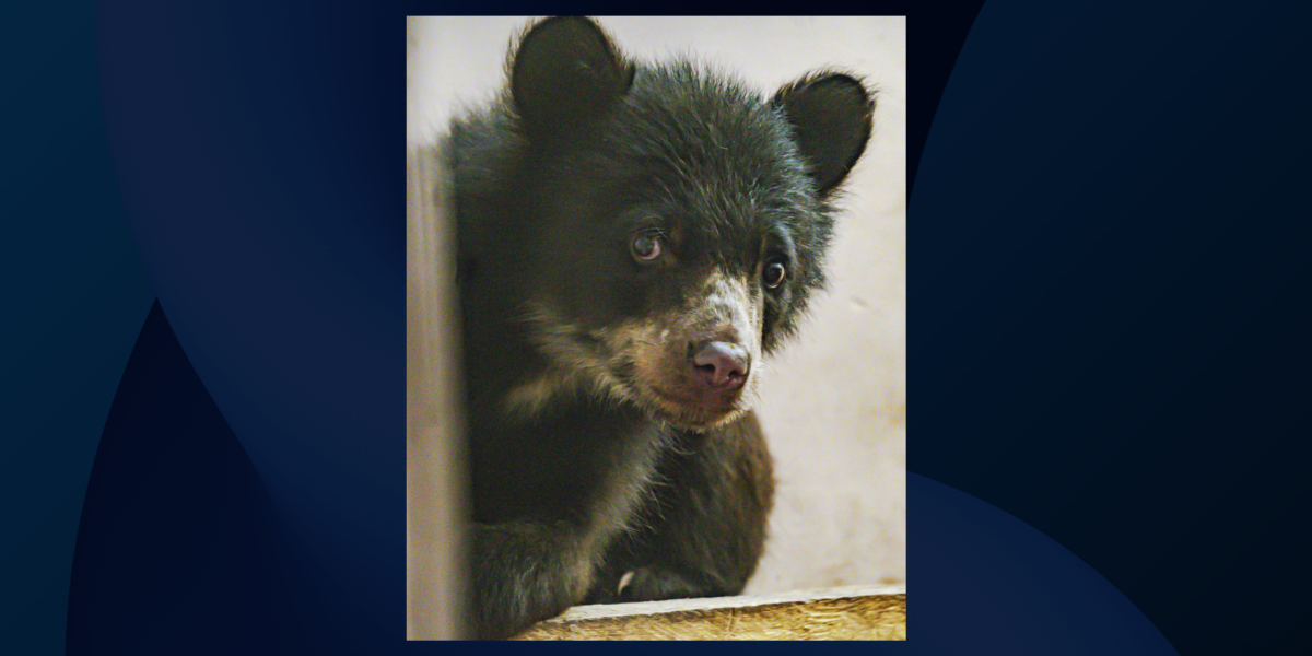 El Zoológico de Quito necesita ayuda para darle un refugio a una pequeña osa andina