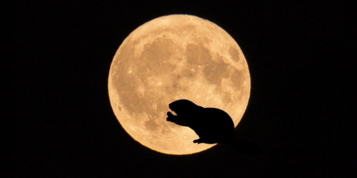 Luna de castor: fecha y hora para ver este fenómeno en Ecuador