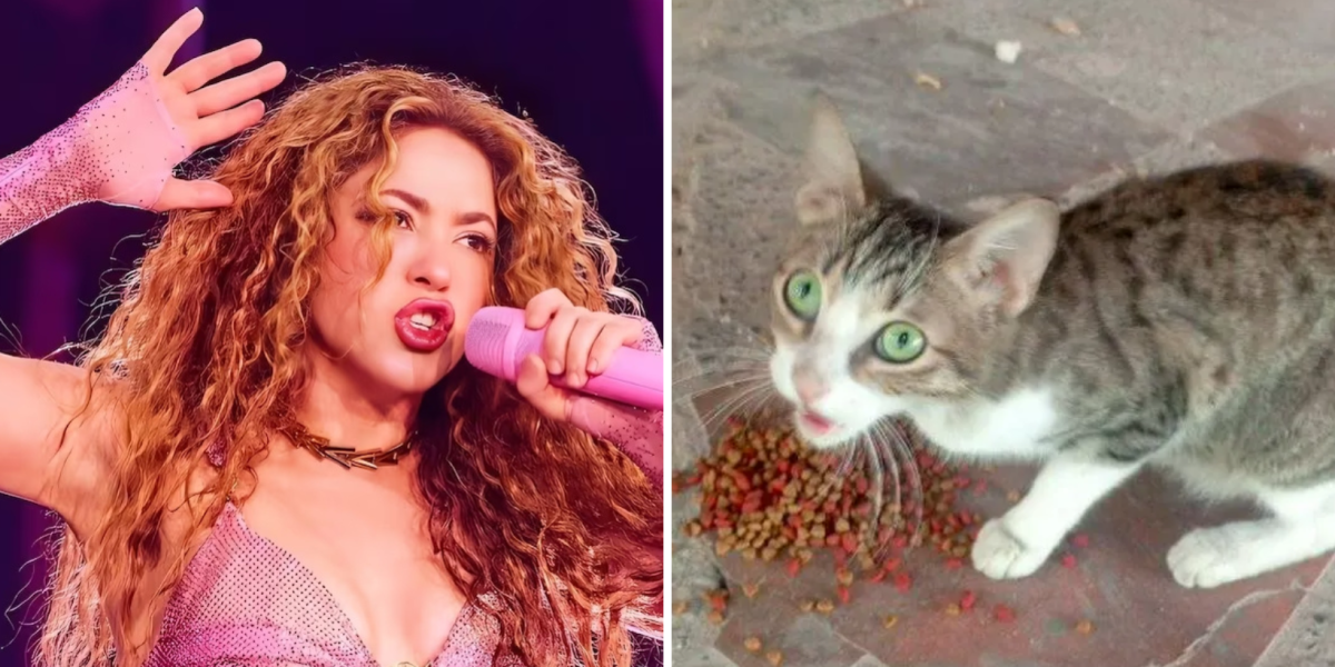 Una fumigación por el concierto de Shakira provocó una tragedia animal en Barranquilla