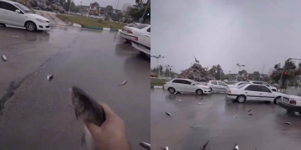 Lluvia de peces sorprende a Irán