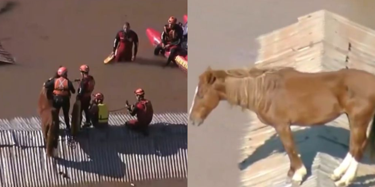 Así fue el rescate del caballo atrapado en un techo por las inundaciones en Brasil