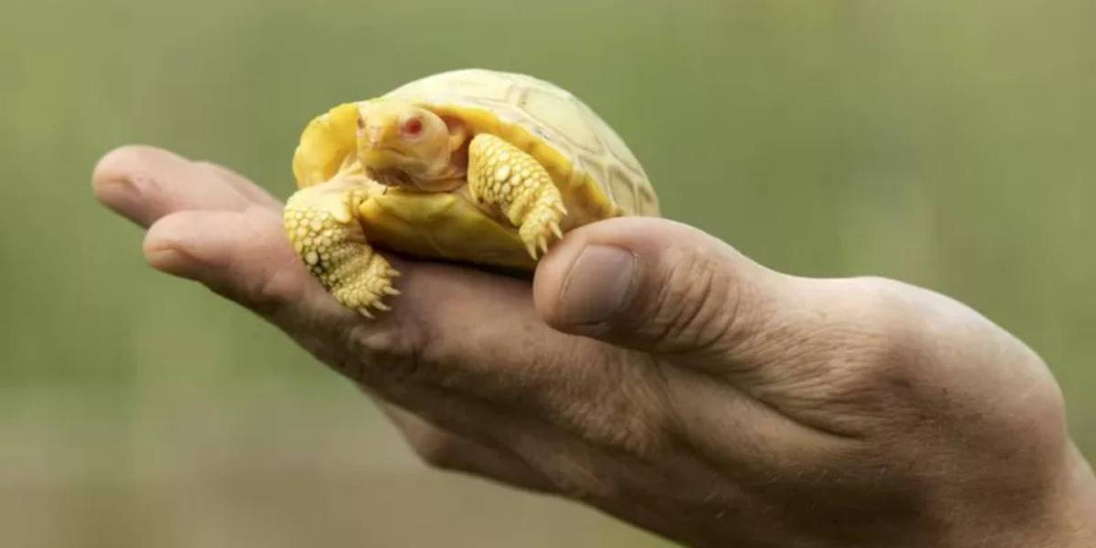 La primera cría albina de una tortuga gigante de Galápagos nace en un zoológico suizo