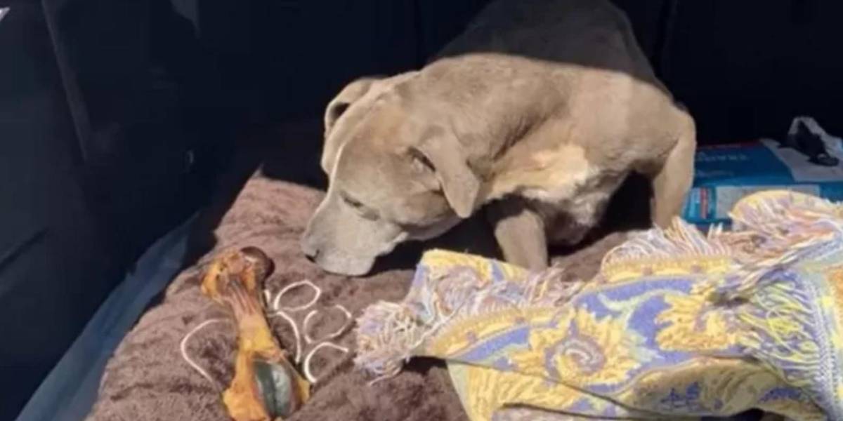 La perrita que volvió a su casa después de 12 años
