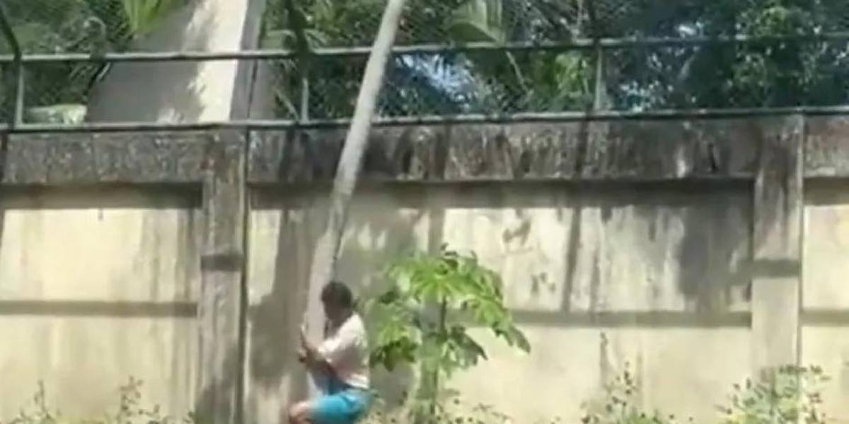 VIDEO | Un hombre muere por ataque de una leona en un zoológico en Brasil