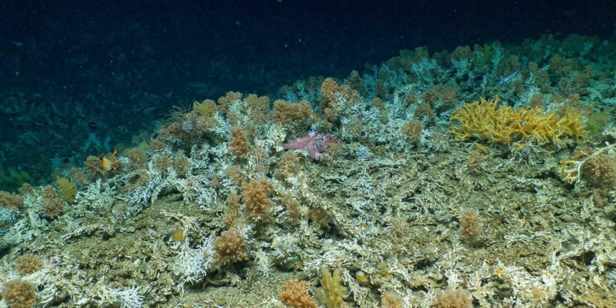 Un nuevo arrecife de coral fue encontrado en las Islas Galápagos