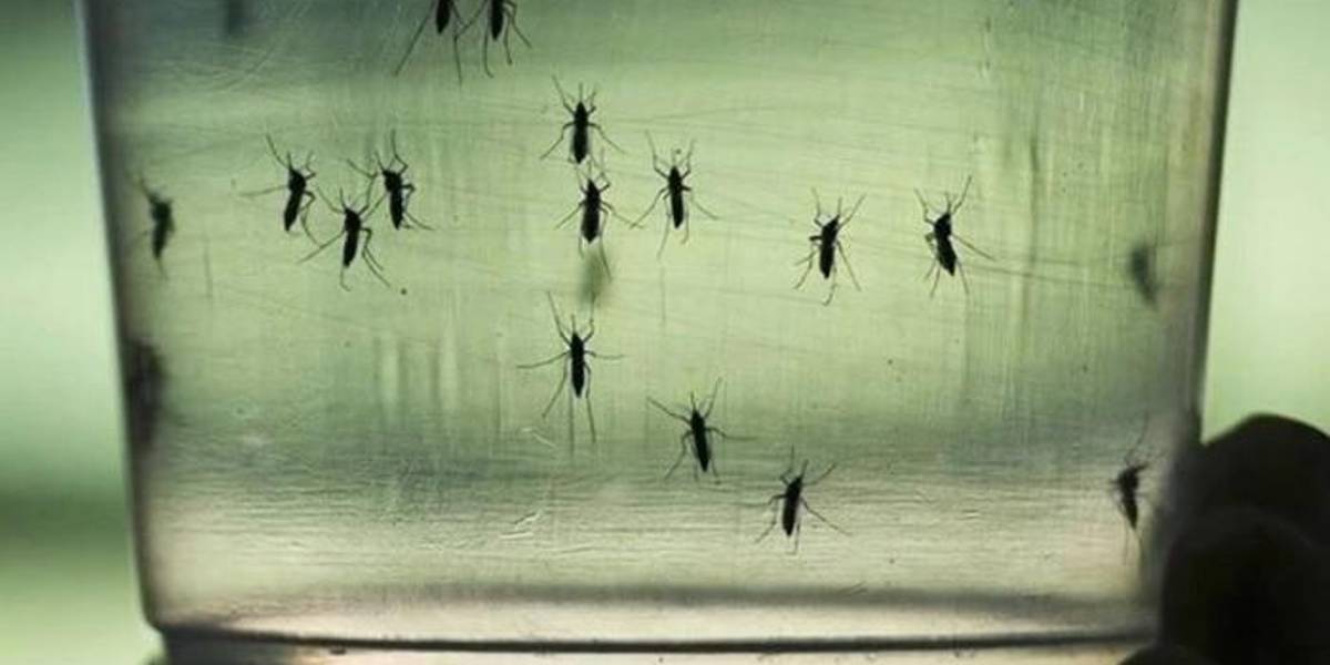 Preocupación en Guayaquil, tras la muerte de una joven por dengue hemorrágico