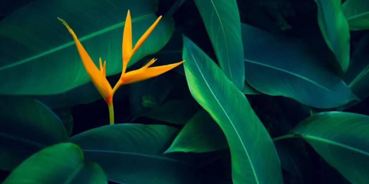 5 datos fascinantes sobre las plantas que quizás no conocías