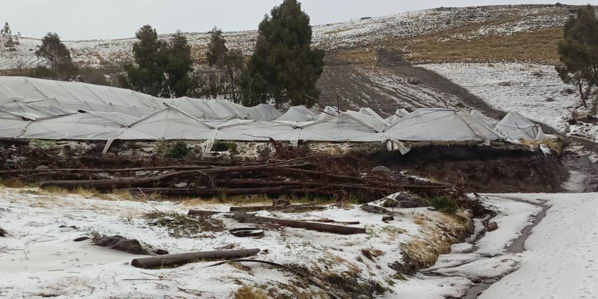 Granizada en Cangahua, Cayambe, deja cultivos e invernaderos afectados